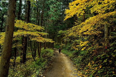 Die Kraft der Natur: Warum ein Waldspaziergang im Herbst Balsam für Körper und Seele ist